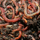 Illustration for article titled Would you eat earthworm jerky?